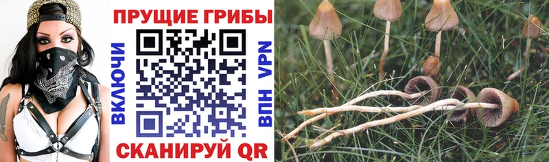 Псилоцибиновые грибы MAGIC MUSHROOMS Новосибирск